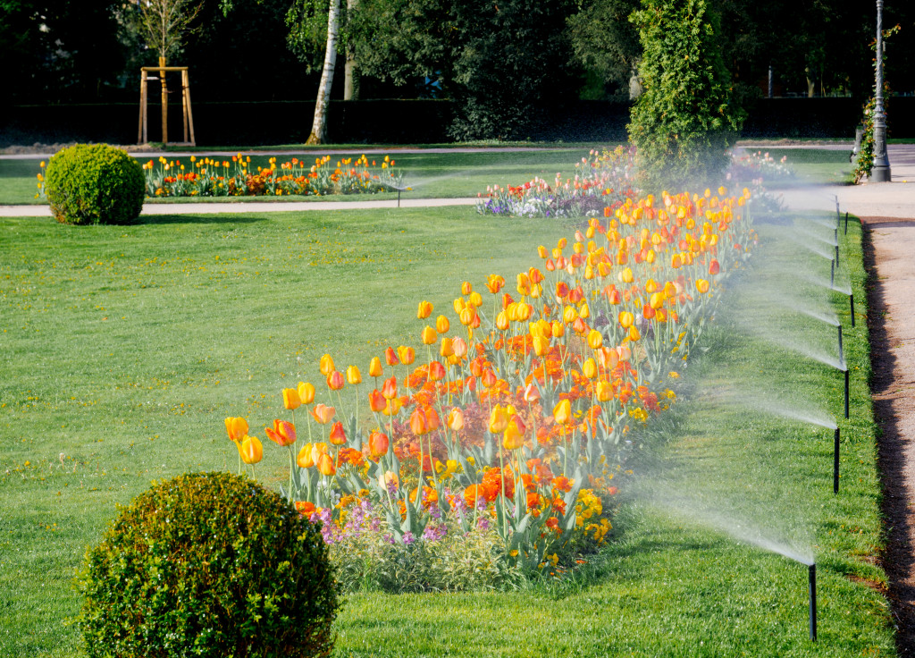 garden with water sprinkler